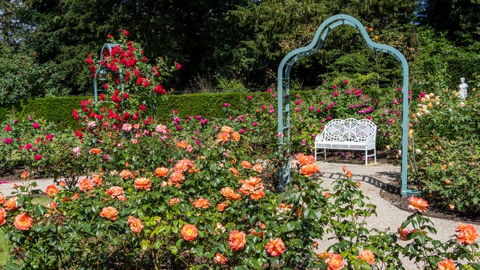 red, apricot and yellow roses with a green painted rose arch and white bench
